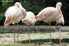 Rosaflamingos (Phoenicopterus roseus) im Allwetterzoo Münster