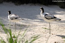 Säbelschnabler (Recurvirostra avosetta) im Allwetterzoo Münster