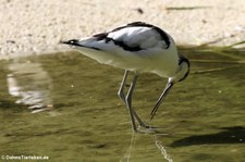 Säbelschnabler (Recurvirostra avosetta) im Allwetterzoo Münster