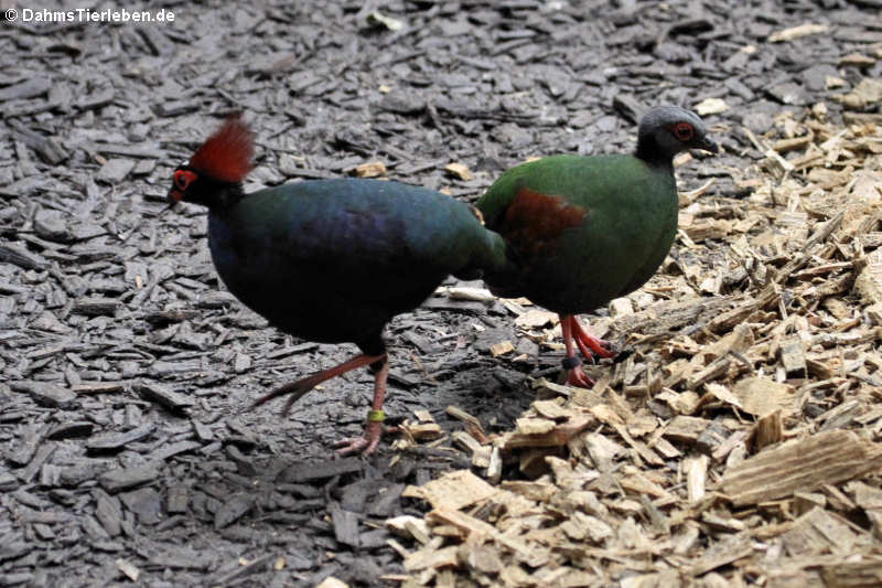 Straußwachteln Rollulus rouloul-1