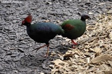 Straußwachtel (Rollulus rouloul) im Allwetterzoo Münster