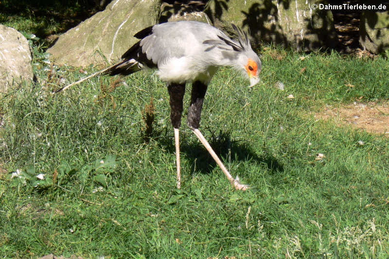 Sekretär (Sagittarius serpentarius)