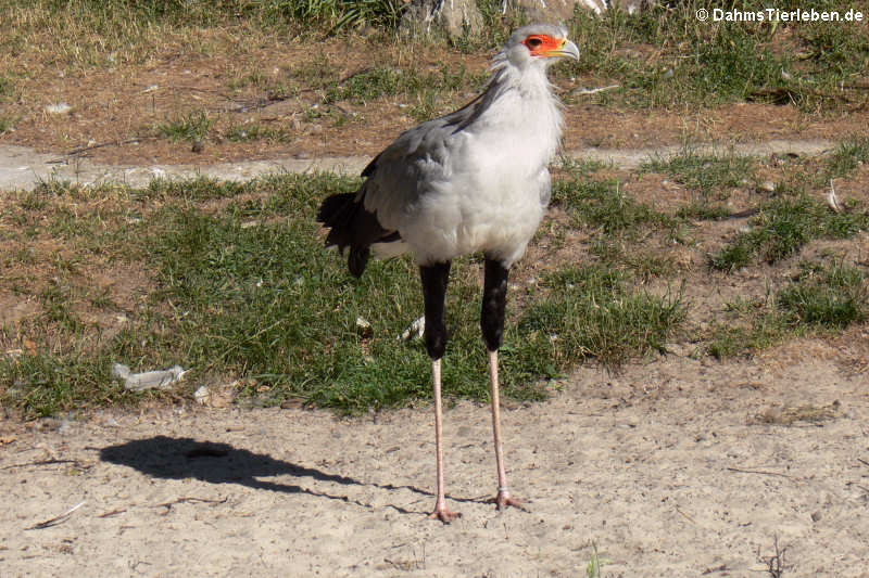 Sekretär Sagittarius serpentarius-2