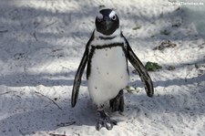 Brillenpinguin (Spheniscus demersus) im Allwetterzoo Münster