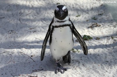 Brillenpinguin (Spheniscus demersus)