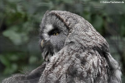 Bartkauz (Strix nebulosa)