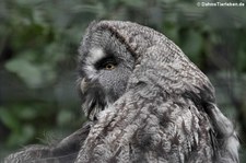 Bartkauz (Strix nebulosa lapponica) im Zoo Duisburg