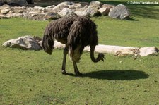 Südafrikanischer Strauß (Struthio camelus australis) im Allwetterzoo Münster