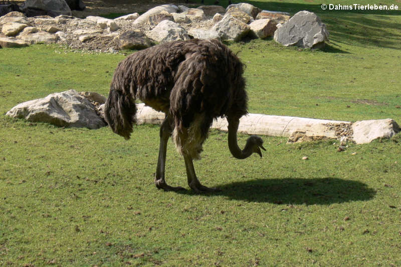 Südafrikanischer Blauhalsstrauß (Struthio camelus australis)