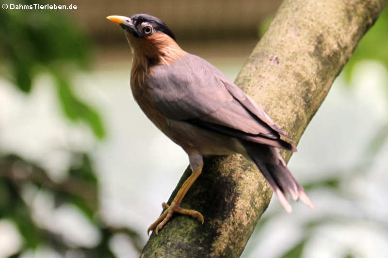 Sturnus pagodarum