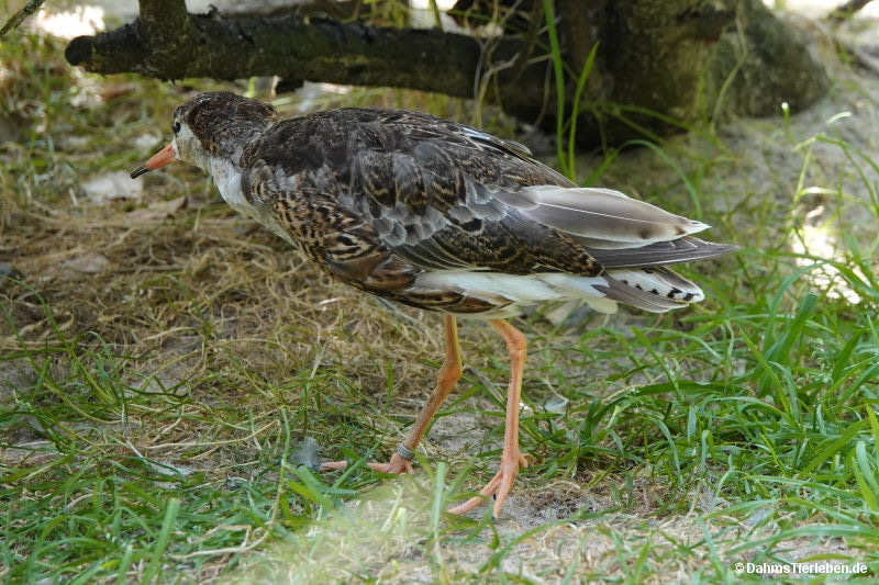 Rotschenkel Tringa totanus-1