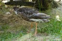 Tringa totanus