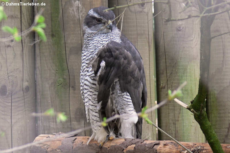 Accipiter gentilis gentilis