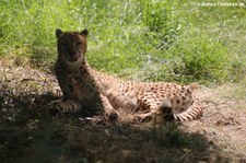 Südafrikanischer Gepard (Acinonyx jubatus jubatus) im Zoo Neuwied