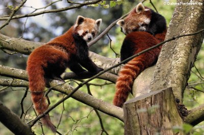 Westliche Kleine Pandas (Ailurus fulgens)