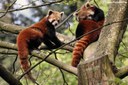 Ailurus fulgens