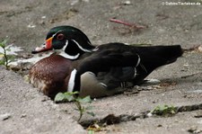 männliche Brautente (Aix sponsa) im Zoo Neuwied