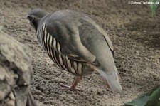 Alpensteinhuhn (Alectoris graeca saxatilis) im Zoo Neuwied