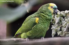 Blaustirnamazone oder Rotbugamazone (Amazona aestiva aestiva) im Zoo Neuwied