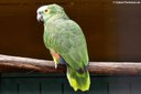 Amazona aestiva aestiva