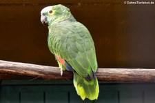 Blaustirnamazone oder Rotbugamazone (Amazona aestiva aestiva) im Zoo Neuwied