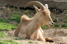 Mähnenspringer (Ammotragus lervia) im Zoo Neuwied