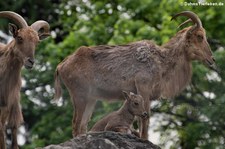 Mähnenspringer (Ammotragus lervia) im Zoo Neuwied