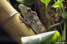 Westliches Falsches Chamäleon (Anolis barbatus) im Zoo Neuwied