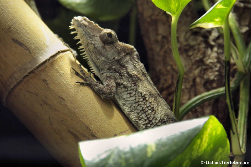 Anolis barbatus