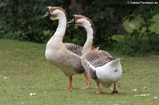 Höckergänse (Anser cygnoides forma domestica) im Zoo Neuwied