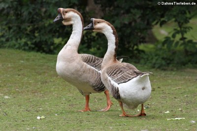 Höckergänse (Anser cygnoides f. domestica)