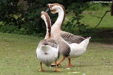 Höckergänse (Anser cygnoides forma domestica) im Zoo Neuwied
