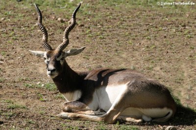 männliche Hirschziegenantilope (Antilope cervicapra)