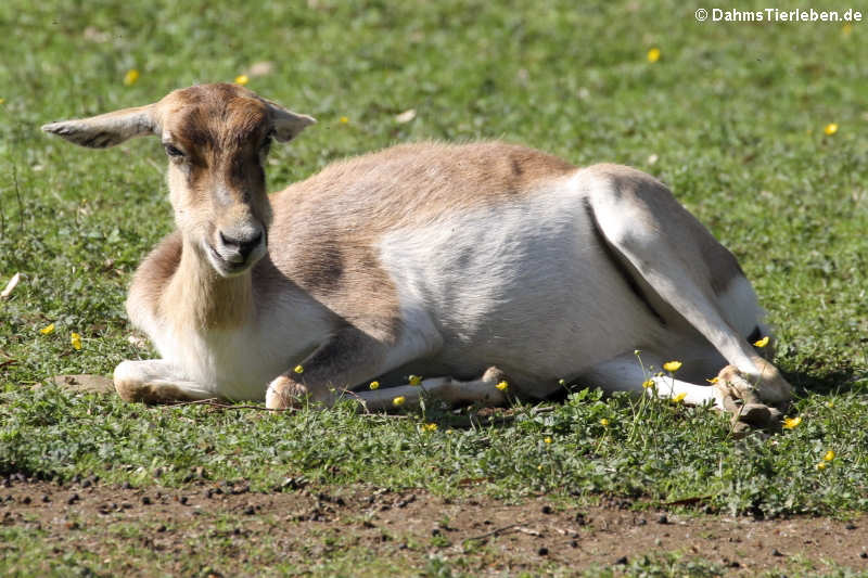 weibliche Hirschziegenantilope (Antilope cervicapra)