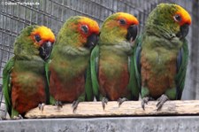 Goldscheitelsittiche (Aratinga auricapillus) im Zoo Neuwied