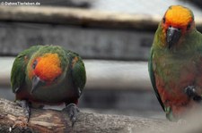 Goldscheitelsittiche (Aratinga auricapillus) im Zoo Neuwied