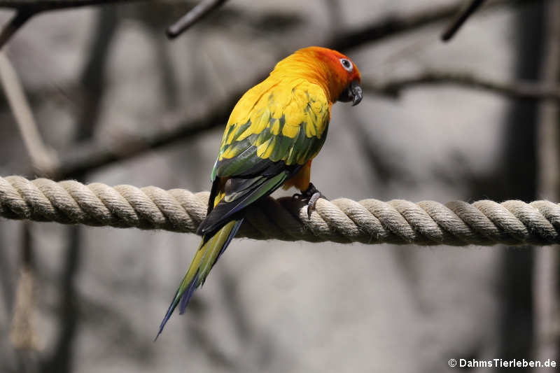 Sonnensittich (Aratinga solstitialis)