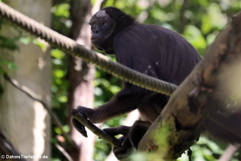 Brauner Goldstirn-Klammeraffe (Ateles hybridus)