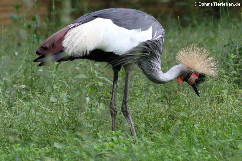 Ostafrikanischer Kronenkranich (Balearica regulorum gibbericeps)