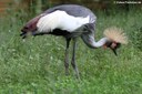Balearica regulorum gibbericeps