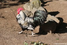 Bergischer Schlotterkamm (Gallus gallus f. domestica) im Zoo Neuwied