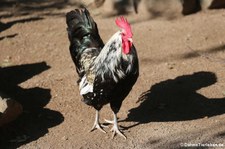 Bergischer Schlotterkamm (Gallus gallus f. domestica) im Zoo Neuwied
