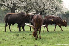 Watussirinder im Zoo Neuwied