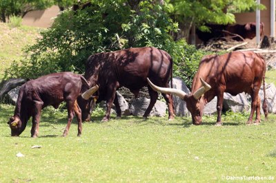 Watussirinder (Bos primigenius f. taurus)