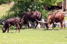 Watussirinder im Zoo Neuwied