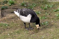 Weißwangengans (Branta leucopsis) im Zoo Neuwied