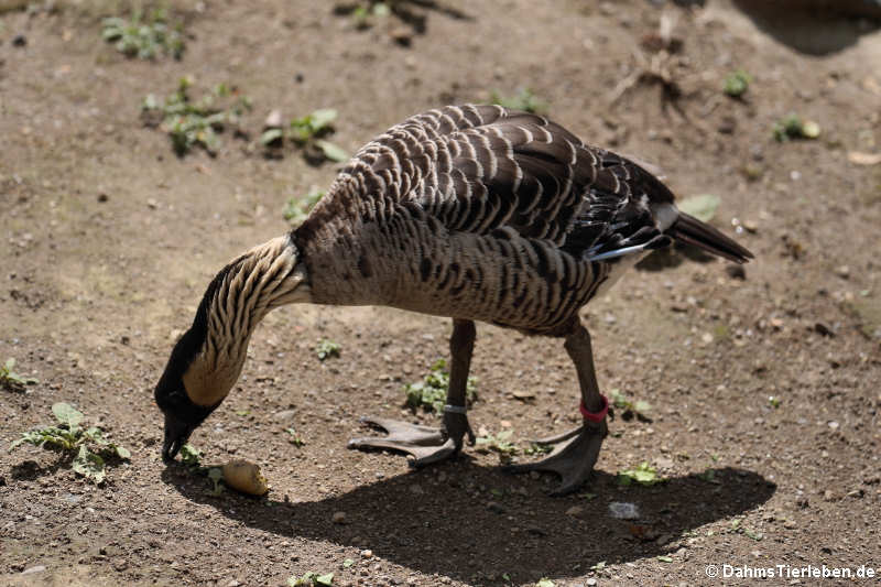 Hawaiigans (Branta sandvicensis)