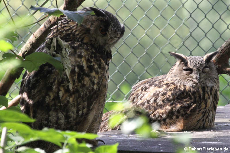 Europäische Uhus (Bubo bubo bubo)