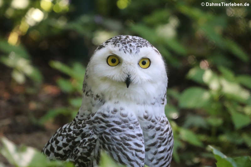 Schneeeule (Bubo scandiacus)