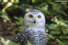 Schnee-Eule (Bubo scandiacus) im Zoo Neuwied